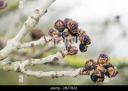 Violette Blütenknospen einer Esche (Fraxinus excelsior) Stockfoto