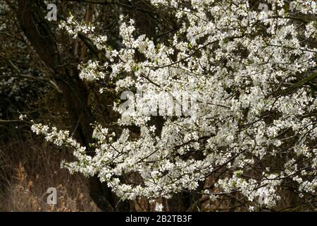 Mirabelle (Prunus domestica subsp. Syriaca), auch Gelbe Zwetschge, blühende zwei Stockfoto