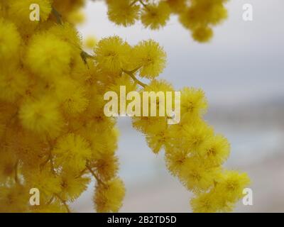 Nahaufnahme der flaumig gelben Pom-Poms an den Stielen der frühlingsblütigen Mimosen aus der Familie der Erbsen, fabaceae Stockfoto