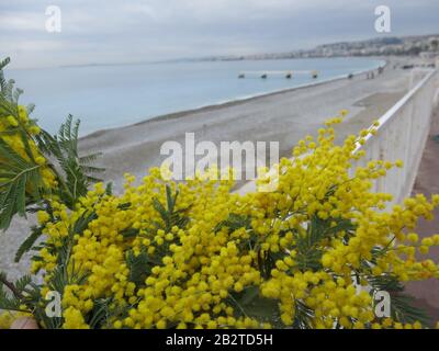 Gelbe Mimosen sind überall während der Frühlingsblumen-Paraden im Karneval von Nizza zu sehen; ein großer Haufen steht im Vordergrund dieser Ansicht an der Küste. Stockfoto