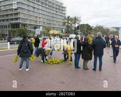 Auf der Promenade des Anglais versammeln sich die Menschen, die nach der Aufhebung des Karnevals von Nizza kostenlose Mimosenbündel verteilen. Stockfoto