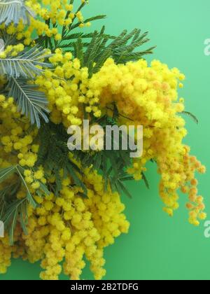 Besprüht leuchtend gelbe Mimosen in voller Blüte mit den Pom-pom-Blumen und dem ferny-laub vor einem lebhaften grünen Hintergrund Stockfoto