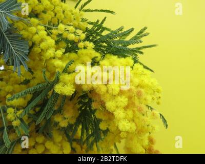 Nahaufnahme der hochgelben Mimosen mit den flauschigen Pom-Poms und dem ferny-laub vor einem leuchtend gelben Hintergrund. Stockfoto