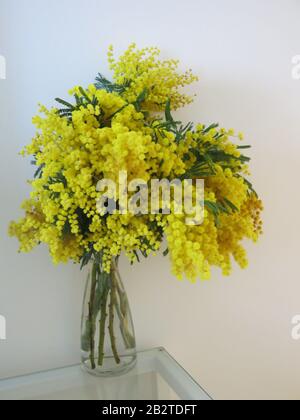 Eine Glasvase mit Sprays von kanariengelben Mimosen in voller Blüte nach der Annullierung des Blumenumzugs auf dem Karneval von Nizza 2020 Stockfoto