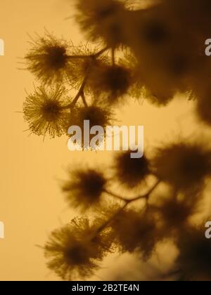 Nahaufnahme der gelben Pom-pom Puppen auf einer Spring-blütenenden Mimose Stockfoto
