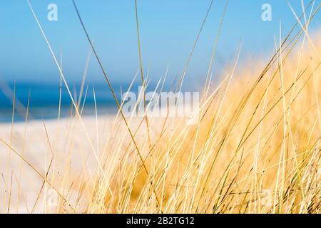 Meer, Himmel, Sand und europäisches Marram-Gras (Ammophila arenaria), Oststrand, Insel Hiddensee, Ostsee, Mecklenburg-Vorpommern, Deutschland Stockfoto