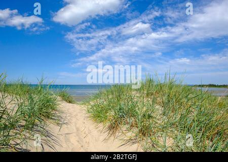 Dünen am Sandstrand, Kattegat, Farhult, Skane, Skane, Skane Laen, Südschweden, Schweden Stockfoto