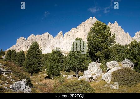 Schweizer Kiefern (Pinus cembra) vor Bergen, Cir-Gipfeln, Dolinen, Südtirol, Italien Stockfoto