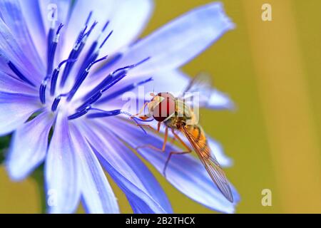 Hoverfly (Syrphida) auf der Blüte der gemeinen Zichorie (Cichorium intybus), Hessen, Deutschland Stockfoto