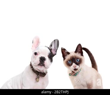 Französischer Bulldog und Vogelkatze auf weißem Hintergrund Stockfoto