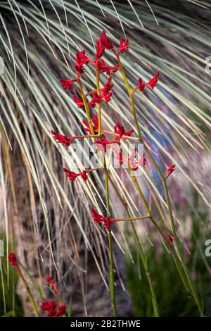Rote Kangaroo Paw Pflanze, Anigozanthos flavidus. [Bush Ballad] = "Ramboball". Haemodoraceae Stockfoto