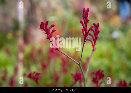 Rote Kangaroo Paw Pflanze, Anigozanthos flavidus. [Bush Ballad] = "Ramboball". Haemodoraceae Stockfoto