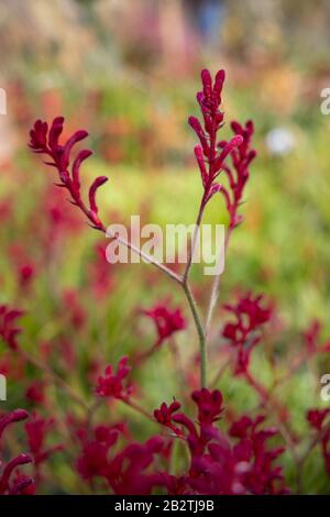 Rote Kangaroo Paw Pflanze, Anigozanthos flavidus. [Bush Ballad] = "Ramboball". Haemodoraceae Stockfoto