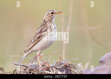 Afrikanischer Pipit (Anthus cinnamomeus), Seitenansicht eines Erwachsenen, der auf dem Boden steht, Westkaper, Südafrika Stockfoto