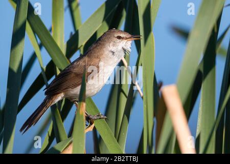 Weniger Swamp Warbler (Acrocephalus gracilirostris), Seitenansicht eines Erwachsenen, der zwischen Schilf thront, Westkaper, Südafrika Stockfoto