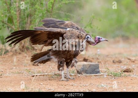 Hooded Vulture (Necrosyrtes monachus), zwei Jugendliche, die mit geöffneten Flügeln auf dem Boden stehen, Mpumalanga, Südafrika Stockfoto