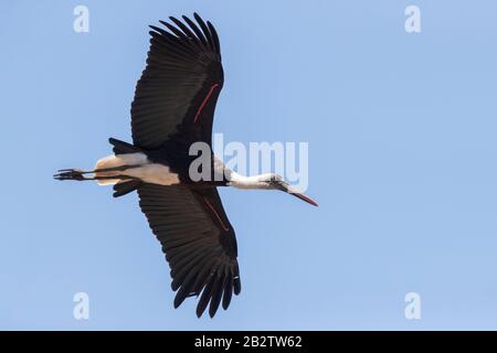 Wollhalsiger Stork (Ciconia episcopus), Erwachsener auf dem Flug von unten gesehen, Mpumalanga, South Aftica Stockfoto