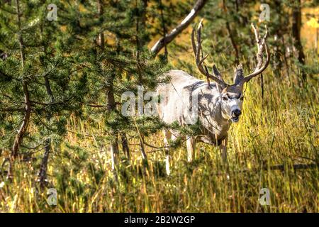 Elch mit Geweih im Wald, Yellowstone-Nationalpark Stockfoto