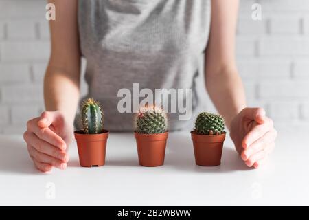 Die Hände der Frau verdecken drei kleine Kakteen. Wachsendes und pflegerisches Konzept Stockfoto