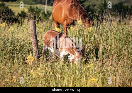 Ein braunes Pferd und ein Esel, die auf einem Feld von hohem Gras weiden. Hochwertige Fotos Stockfoto