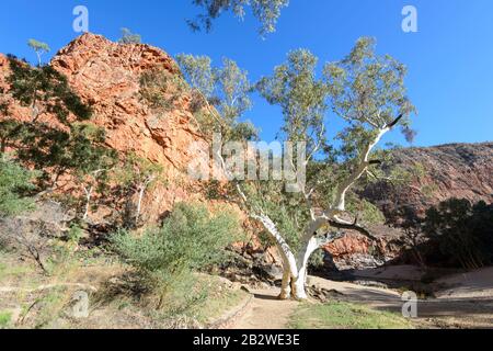 Wanderweg, der zur Ormiston Gorge führt, einem beliebten Touristenziel, Northern Territory, NT, Australien Stockfoto