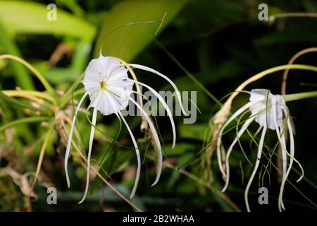 Schöne weiße Blumen mit langen, verhüllten Hochblättern, draußen im Garten an einem Sommertag. Stockfoto