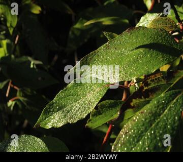 Morgendlicher Tau auf grünen Blättern, fotografiert in einem kleinen Wald außerhalb von Madison Wisconsin. Stockfoto