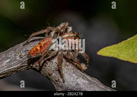 Springender Spider auf dem Ast Stockfoto