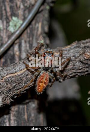Springender Spider auf dem Ast Stockfoto