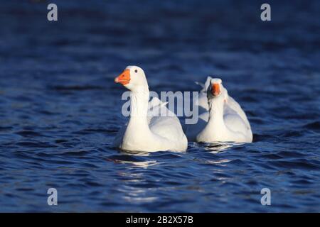 Eine Gruppe weißer Hausgänse, die zusammen auf einem blauen See schwimmen Stockfoto