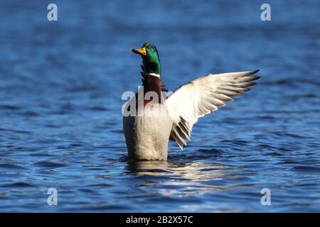 Eine drake-mallard-Ente Anas platyrhynchos flatscht im Winter seine Flügel auf einem blauen See Stockfoto