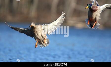 Mallard Enten Anas platyrhynchos, die einfliegen, um an einem See zu landen Stockfoto