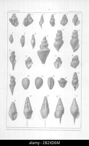 Gasteropoda und Cephalopoda der Raritan Tone und Greensand Marls of New Jersey (Seite Xxxiii) Stockfoto