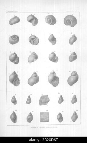 Gasteropoda und Cephalopoda der Raritan-Tone und Greensand Marls of New Jersey (Seitenplatte XVI) Stockfoto