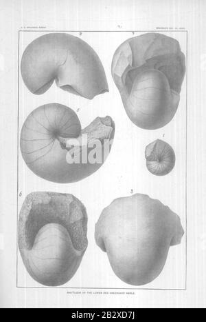 Gasteropoda und Cephalopoda der Raritan Tone und Greensand Marls of New Jersey (Seite Xxxvii) Stockfoto