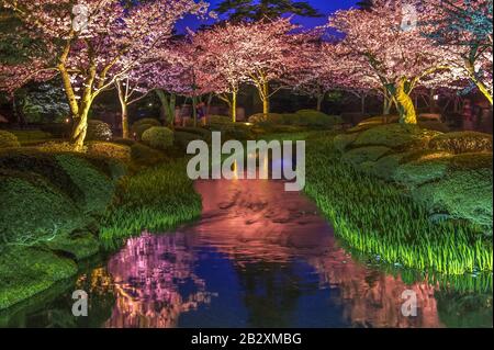 Kirschblüten bei Kenrokuen Garten in Japan Stockfoto