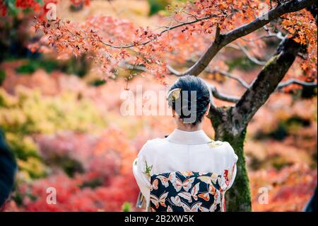 Junge Frauen, die im Herbst traditionellen japanischen Kimono mit bunten Ahorn-Bäumen tragen, sind berühmt in Herbst-Farbblättern und Kirschblüten im Frühjahr, Ky Stockfoto
