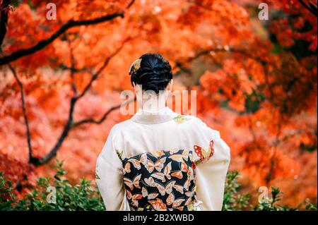 Junge Frauen, die im Herbst traditionellen japanischen Kimono mit bunten Ahorn-Bäumen tragen, sind berühmt in Herbst-Farbblättern und Kirschblüten im Frühjahr, Ky Stockfoto