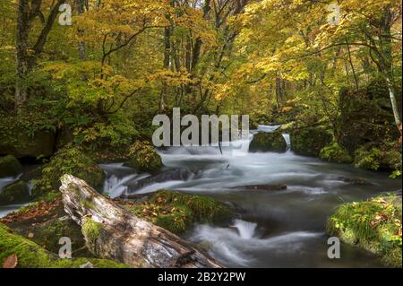 Oirase Stream fließt durch den Herbstwald Towada Aomori Präfektur Japan Stockfoto