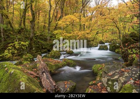 Oirase Stream fließt durch den Herbstwald Towada Aomori Präfektur Japan Stockfoto