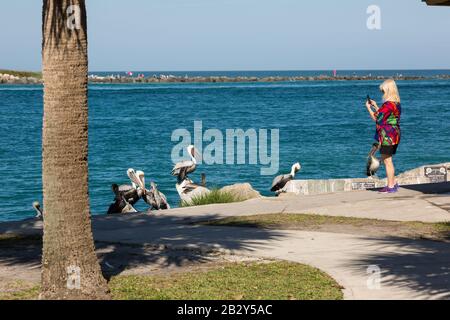 Ein blonder Tourist im Jetty Park steht am Wasser und fotografiert die Pelikane entlang des Fort Pierce Inlet in St. Lucie County, Florida, USA. Stockfoto