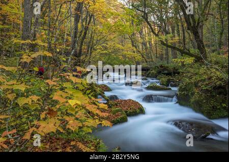 Brücke über Oirase Stream Towada Aomori Präfektur Japan Stockfoto