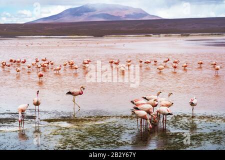 Flamingos in Laguna Colorada, Eduardo Avaroa Andenfauna National Reserve, Bolivien. Stockfoto