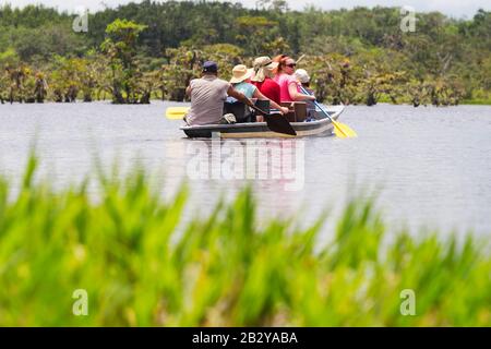 Touristen, Die Legendäre Piranhas Jagen, Fangen In Der Ecuadorianischen Amazonian First Forestry Stockfoto