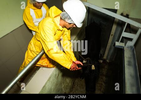 Schlachthofarbeiter, Die Eine Pistole Mit Unverlierbarer Schraube Verwenden, Um EIN Rind Abzuschlagen Stockfoto