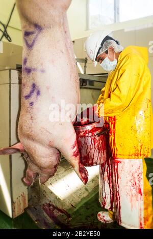 Schlachthof Arbeiter ernten Schweinefleisch Blut, das die weitere in rotem Fleisch Industrie für verschiedene Spezialitäten verwendet werden. Stockfoto