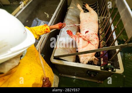 Schweinekadaver Wird Nach Dem Haarentfernungsverfahren Von Einem Schlachthofarbeiter Gewaschen Stockfoto