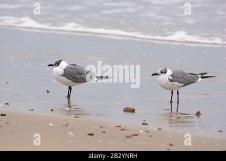 Nicht-Zucht nach lachen Möwen an der Golfküste von Texas Stockfoto