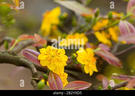 Golden Ochna integerrima in Süd-Vietnam Stockfoto