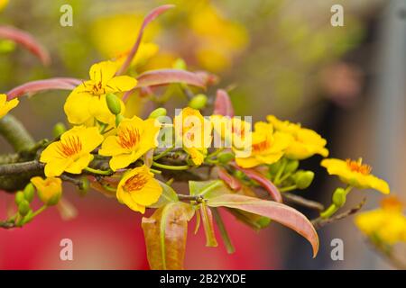 Golden Ochna integerrima in Süd-Vietnam Stockfoto